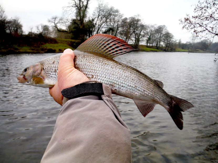 Builth Wells grayling